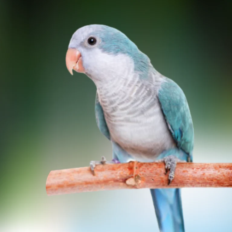 Blue Quaker Parrot perched on a branch | Dallas Parrots | Dallas TX