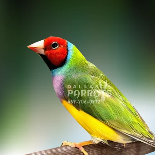 Finch Lady