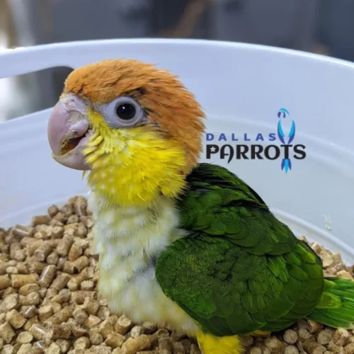 playful-white-bellied-caique-for-sale