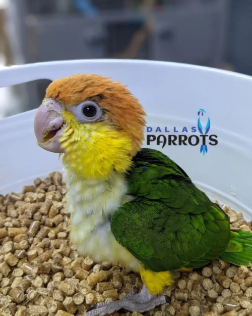 White bellied Caique