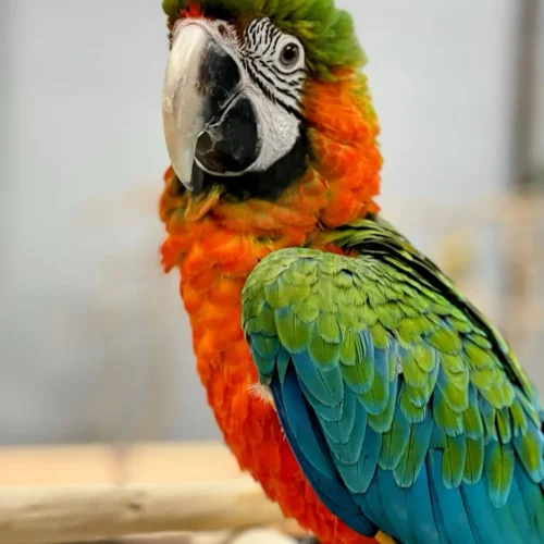 harlequin-macaw-baby