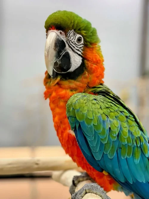 Harlequin Macaw Baby