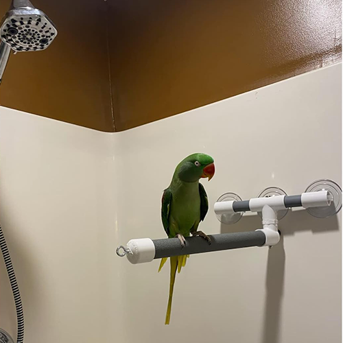 Multipurpose Shower Perch For Large Birds - Dallas Parrots