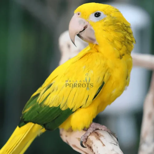 Golden Conure Dallas Parrots