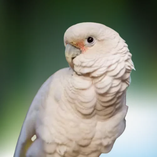 Buy Goffin Cockatoo Baby – Playful Parrot for Sale