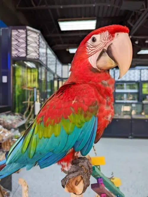 Adorable Greenwing Macaw baby seeks a loving, devoted home. Intelligent, playful, & full of vibrant personality!