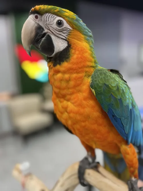 Forget predictable pets and monotone feathers! The Macaw Catalina Hybrid isn’t just a feathered friend