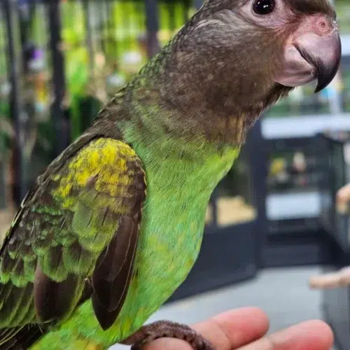 A captivating close-up portrait of a Meyers Parrot, its warm green plumage contrasted by cool greys and vibrant splashes of turquoise and yellow.