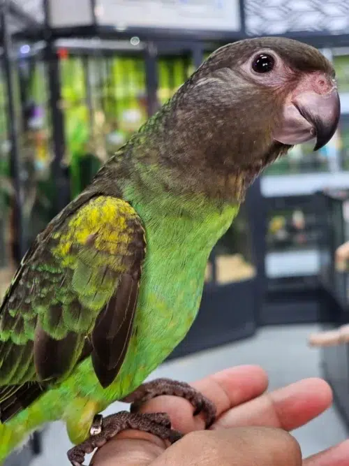 A captivating close-up portrait of a Meyers Parrot, its warm green plumage contrasted by cool greys and vibrant splashes of turquoise and yellow.