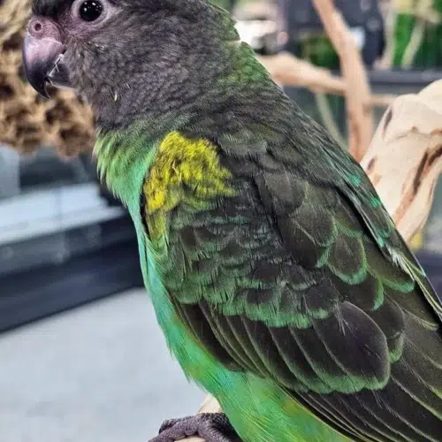 Meyer Parrot