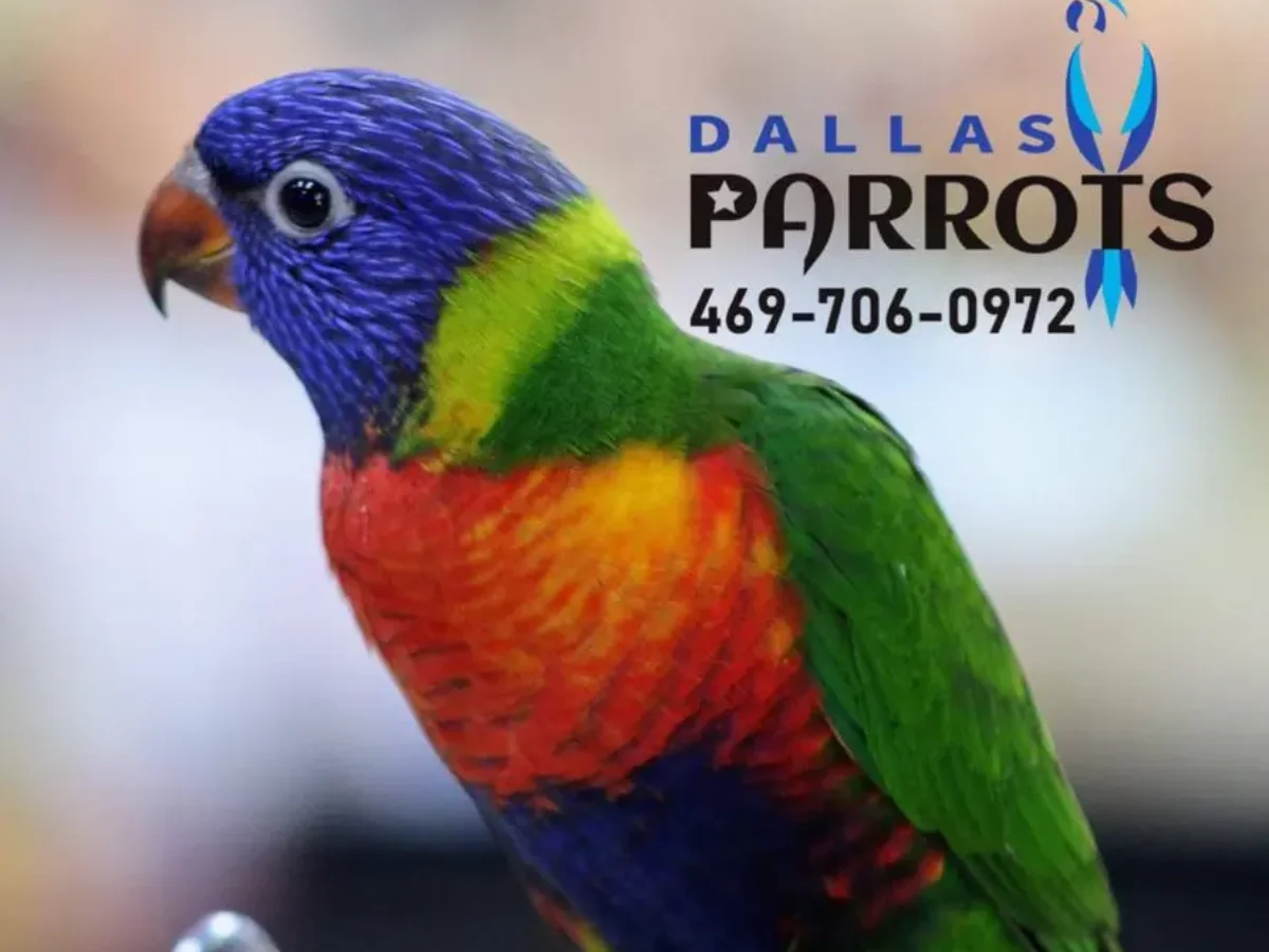 Rainbow-Lorikeet-Baby-1200x900