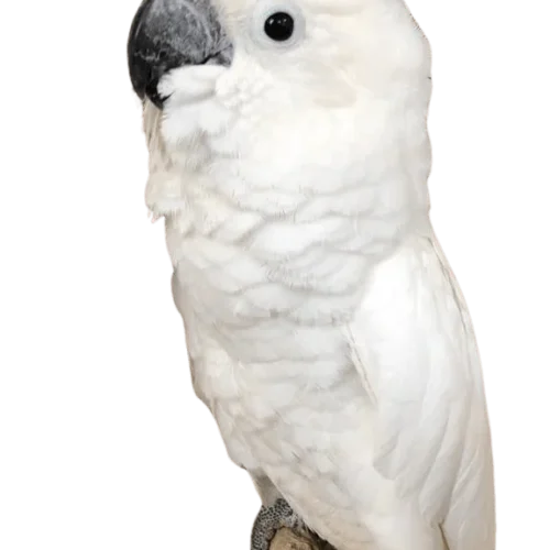 umbrella-cockatoo