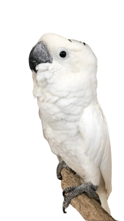 the Umbrella Cockatoo! This isn't just a pet; it's a living masterpiece with a cascading crest, a charismatic soul, and a gateway to a world of flamboyant avian charm