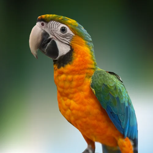 Buy Macaw Catalina Hybrid – Exotic Parrot for Sale