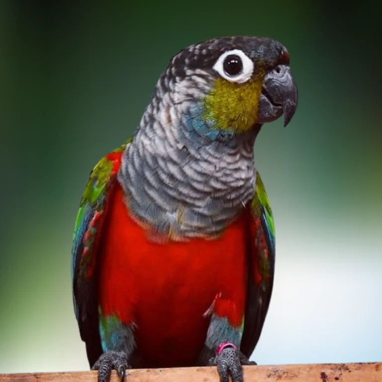 Buy Conure Crimson Bellied – Beautiful Parrot for Sale