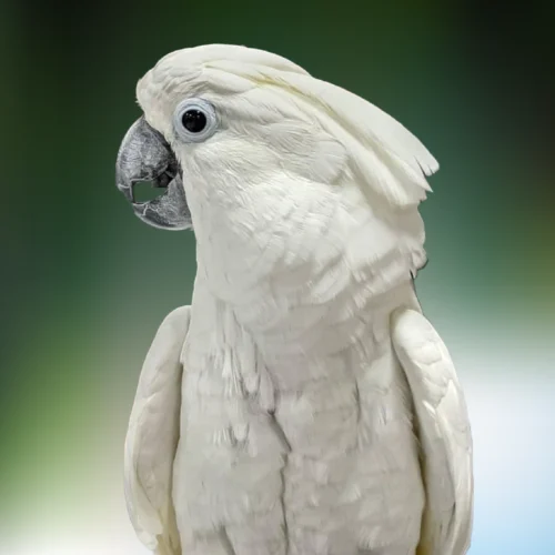 Buy Umbrella Cockatoo – Affectionate Parrot for Sale