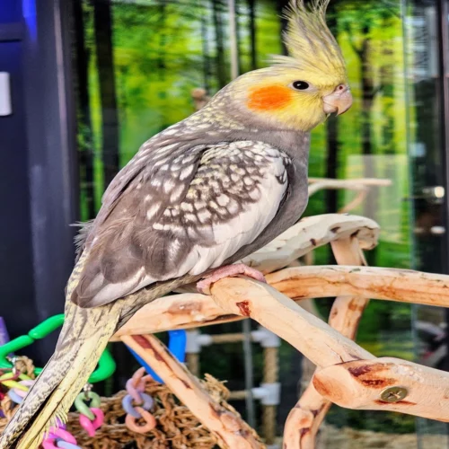 cockatiel-bird-normal