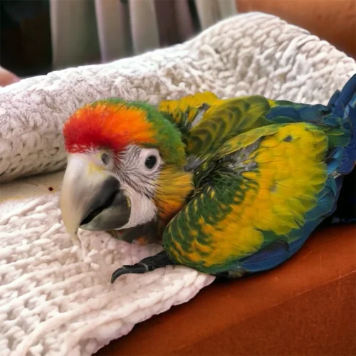 Macaw Camelot G2