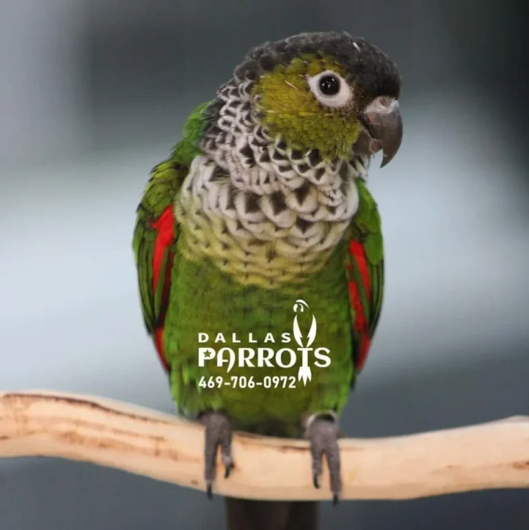 Black Cap Conure