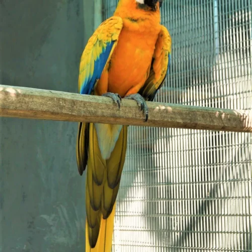 camelot macaw