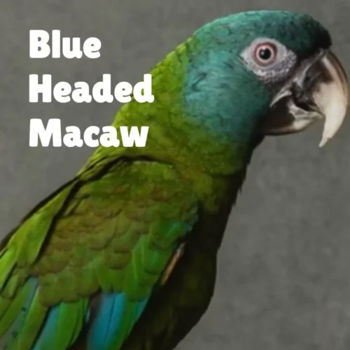 Blue Headed Macaw