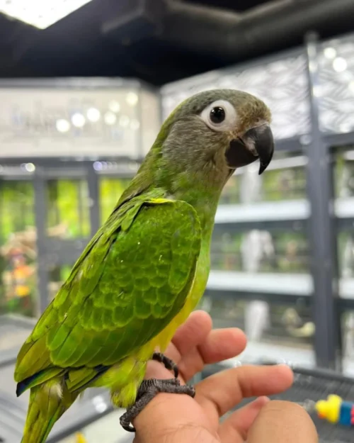 The Dusky Conure, also known as Weddell's Conure, is a charming and intelligent parrot that captivates bird lovers with its beauty and personality