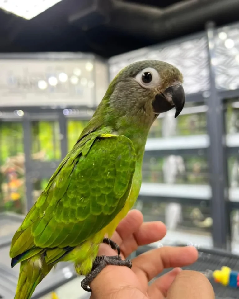 Buy Dusky Conure – Friendly Parrot for Sale