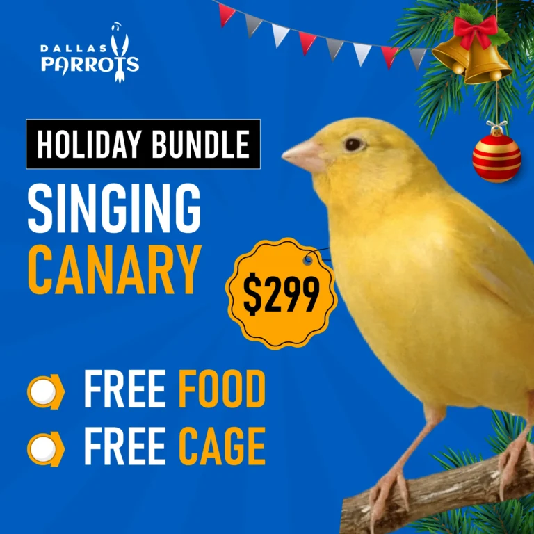 Singing Canary Bird Bundle Offer