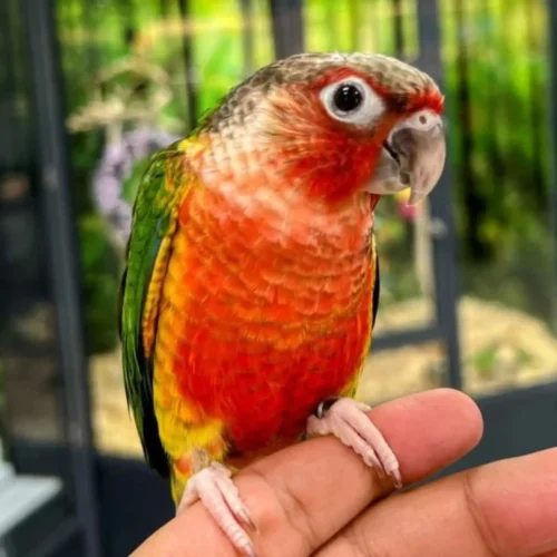 Buy Green Cheek Conure Yellowsided – Parrot for Sale
