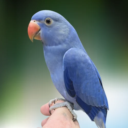 Buy Indian Ringneck Violet – Beautiful Parrot for Sale