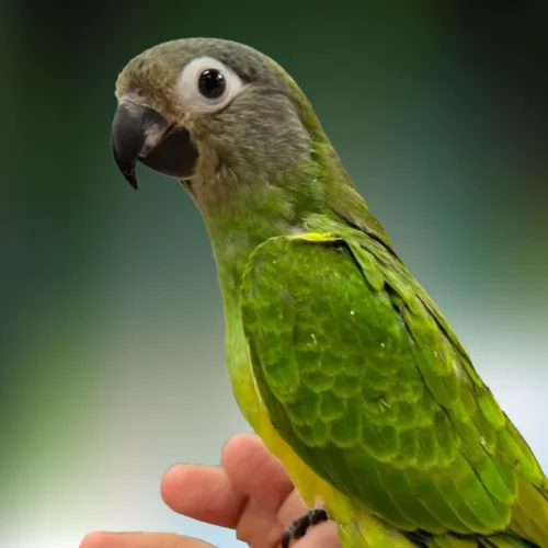 Buy Dusky Conure – Friendly Parrot for Sale
