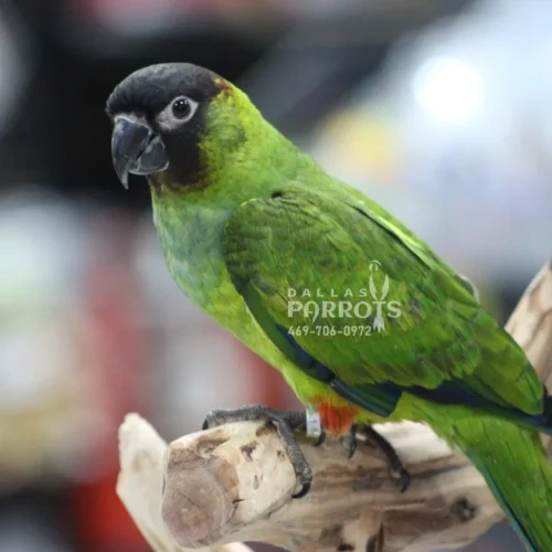 The Nanday Conure, also known as the Black-Hooded Conure, is a captivating medium-sized parrot that brings a burst of personality and color to any home. This social butterfly thrives on interaction and boasts a striking appearance that will turn heads.