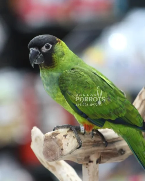 The Nanday Conure, also known as the Black-Hooded Conure, is a captivating medium-sized parrot that brings a burst of personality and color to any home. This social butterfly thrives on interaction and boasts a striking appearance that will turn heads.