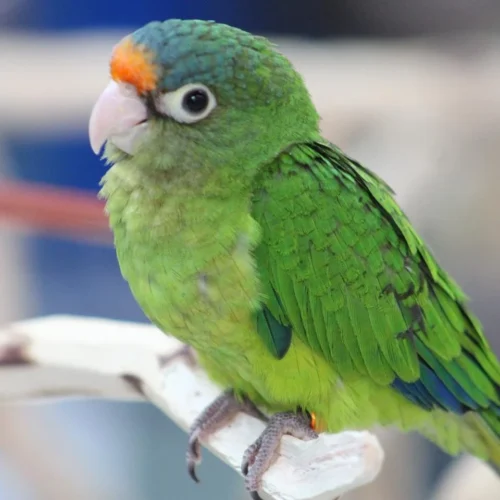 he Halfmoon Conure, also known as the Orange-fronted Parakeet
