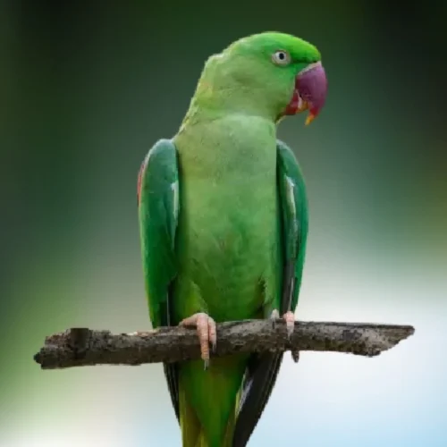Alexandrine Parrot