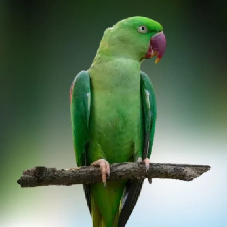Alexandrine Parrot
