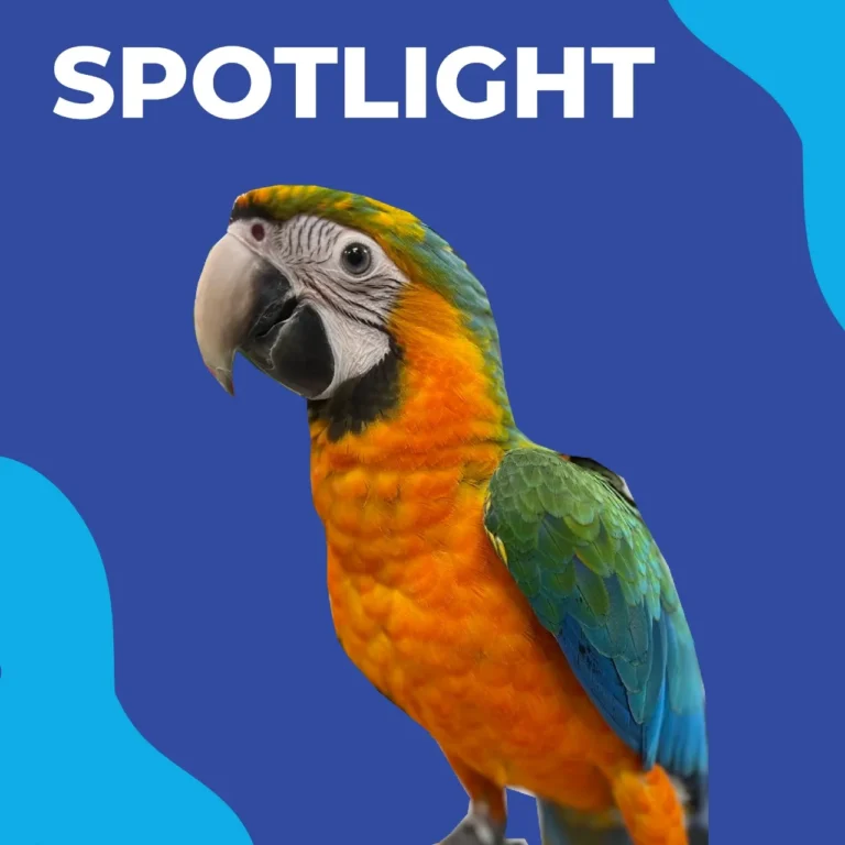 Catalina Macaw