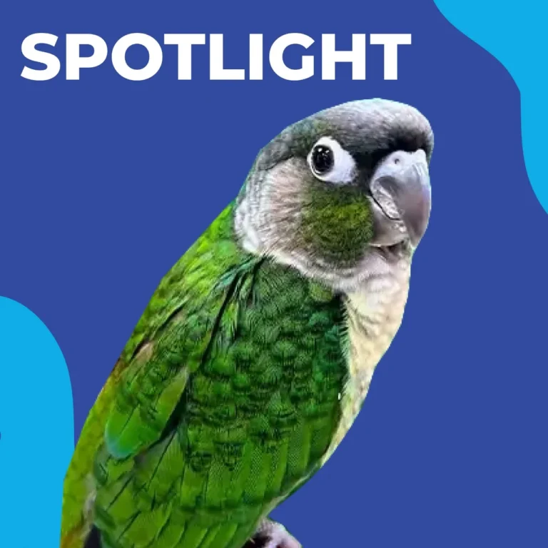 Green Cheek Conure