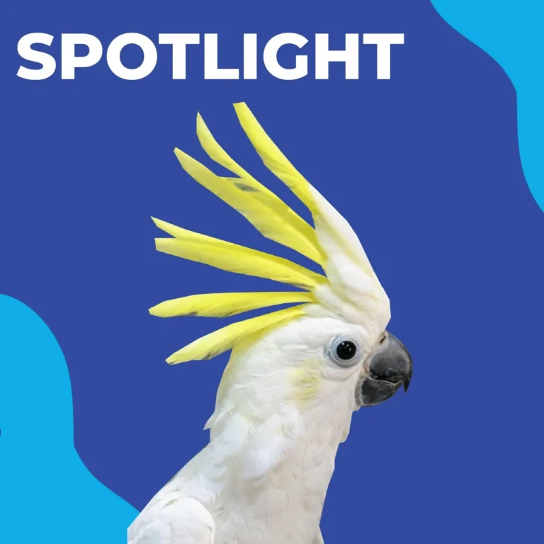 Sulphur Crested Cockatoo