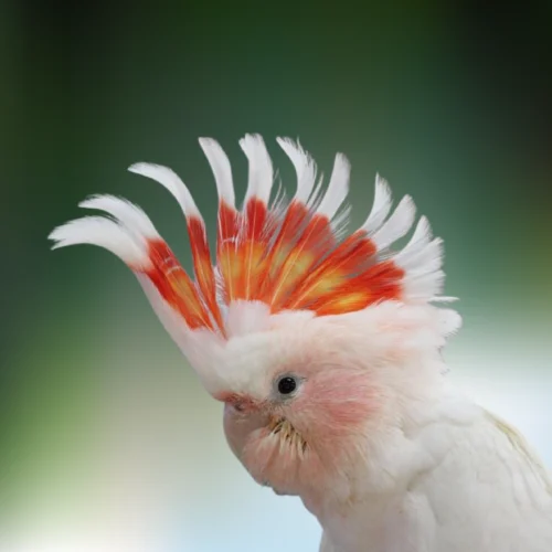 major-mitchell-cockatoo-baby
