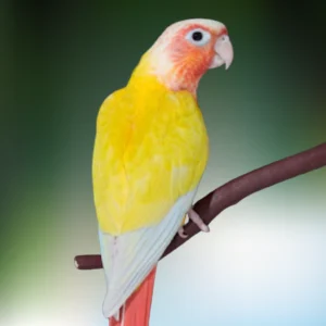green cheek conure suncheek high red