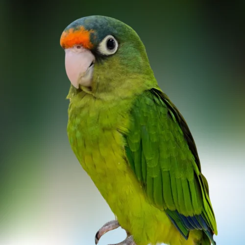 Buy Halfmoon Conure – Charming Parrot for Sale