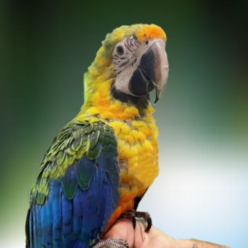 Buy Macaw Camelot – Exotic Parrot for Sale