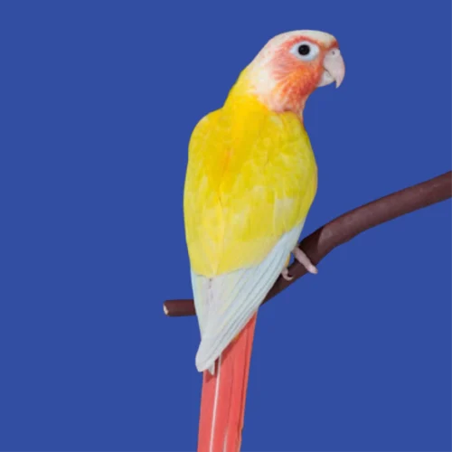 green-cheek-conure-suncheek