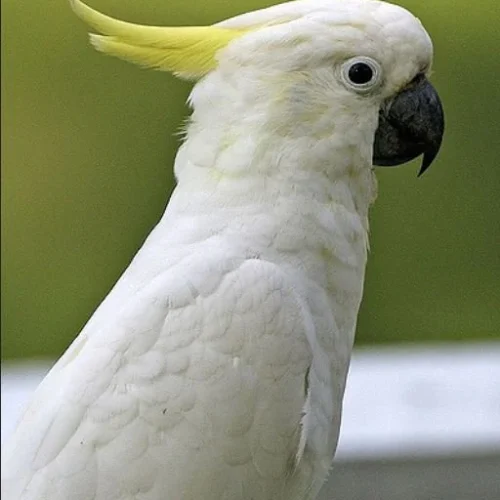 cockatoo-sulphur-crested