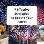 7 Effective Strategies to Soothe Your Parrot