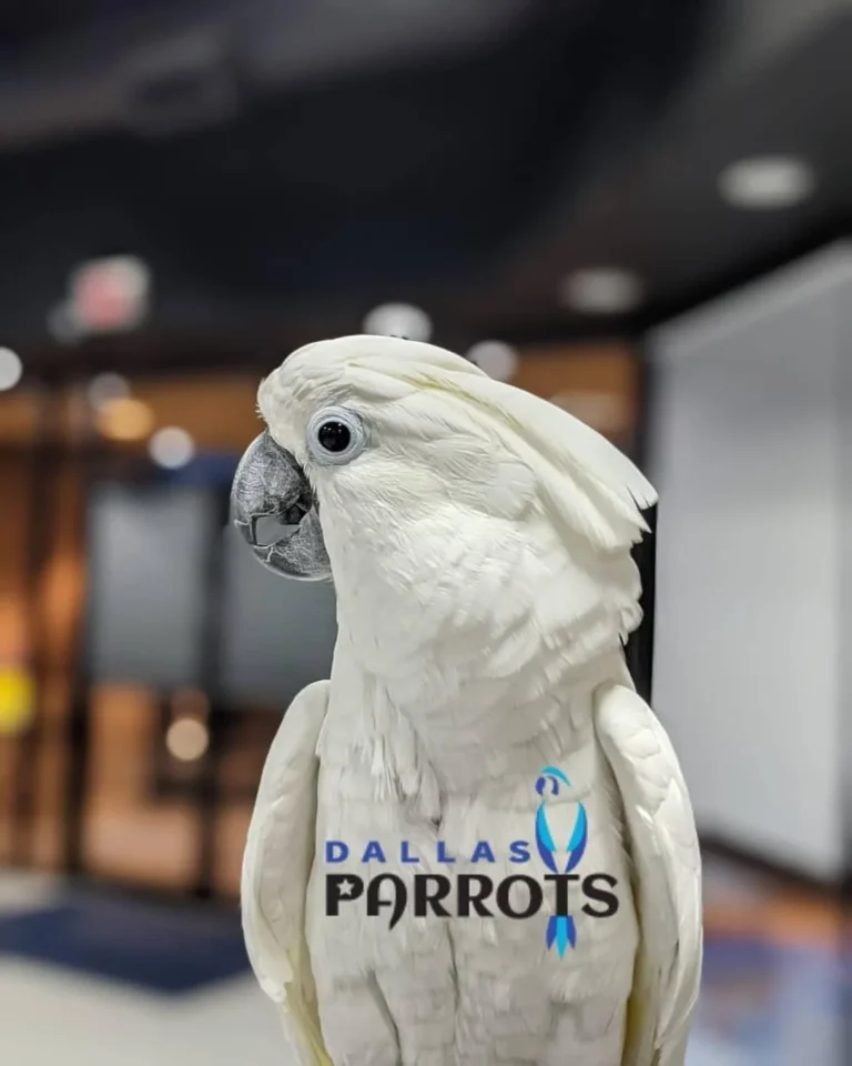 Umbrella Cockatoo