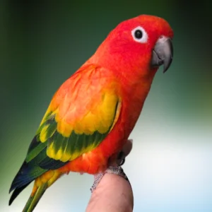 Buy Sun Conure High Red – Stunning Parrot for Sale