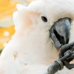 Cockatoos for sale