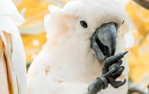 Your Next Best Friend Awaits: Cockatoos Parrots for Sale